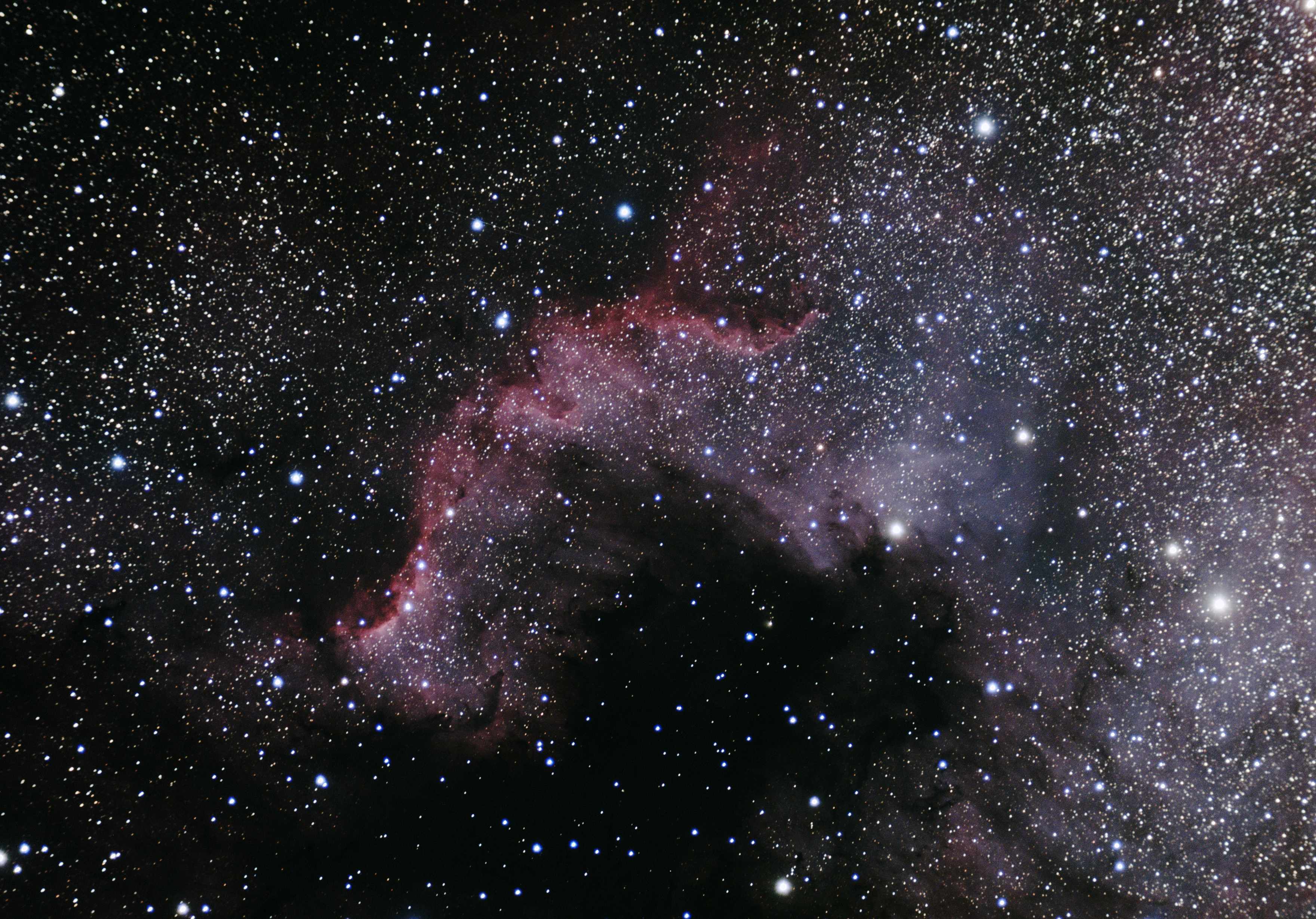 Cygnus